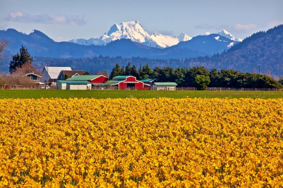 Skagit Valley tulip fields in Skagit County, Washington