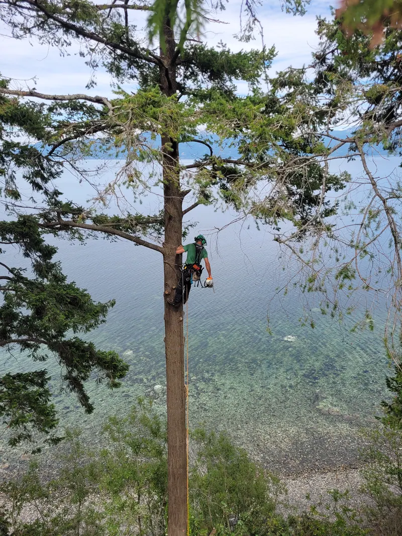 Tree removal by LaCount Tree Services in Skagit County, WA