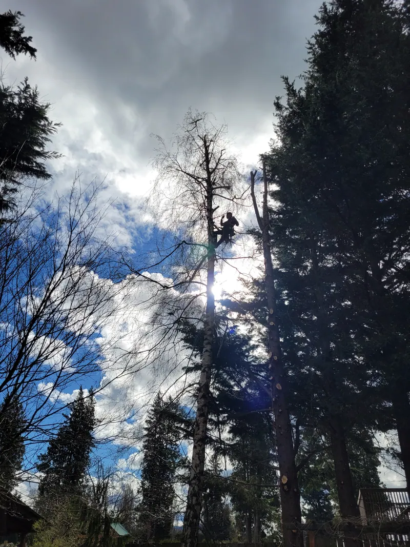 Technical tree removal near a home in Skagit County, WA