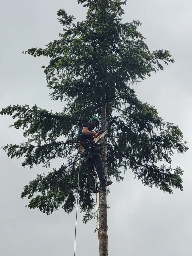 Large tree take-down by LaCount Tree Services, Skagit County, WA