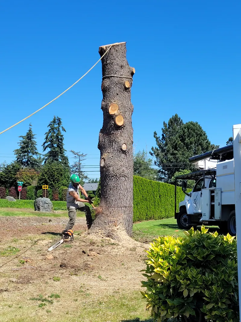 Hazardous tree removal by LaCount Tree Services in northwest Washington