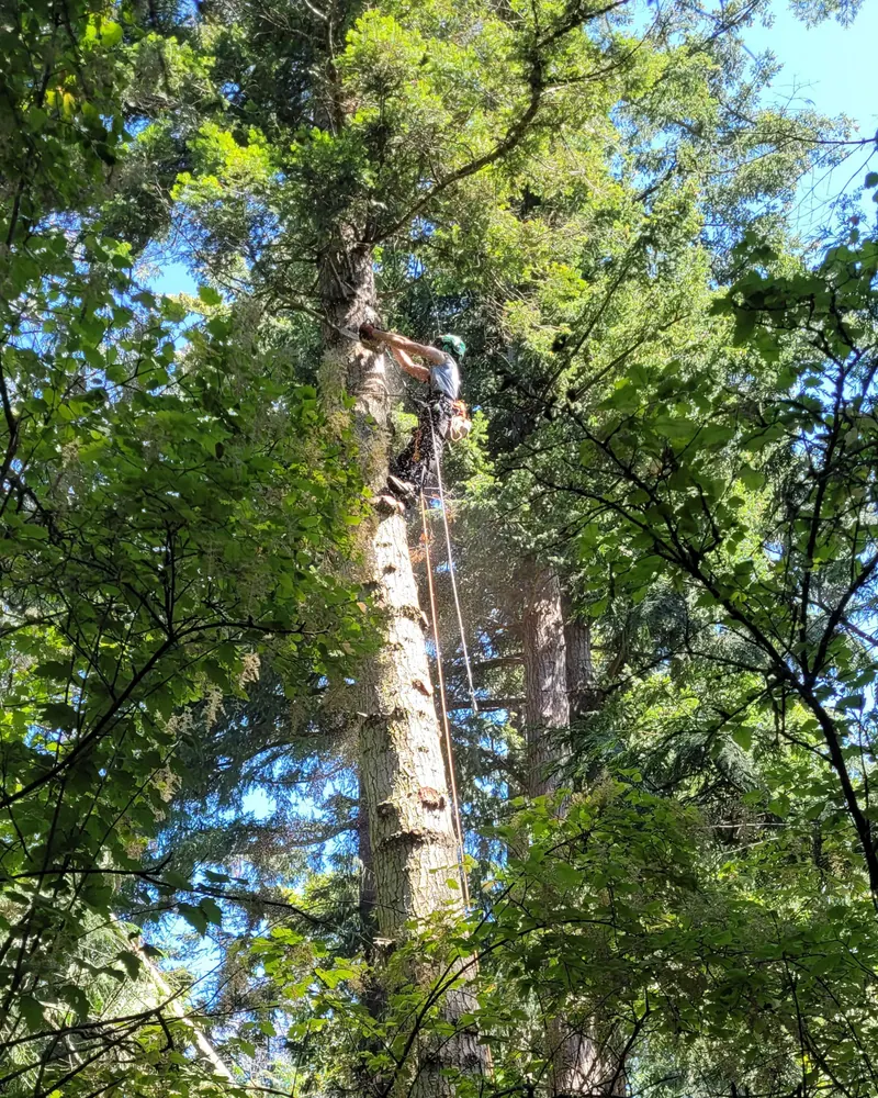 Tree trimming and pruning by LaCount Tree Services in Skagit County, WA