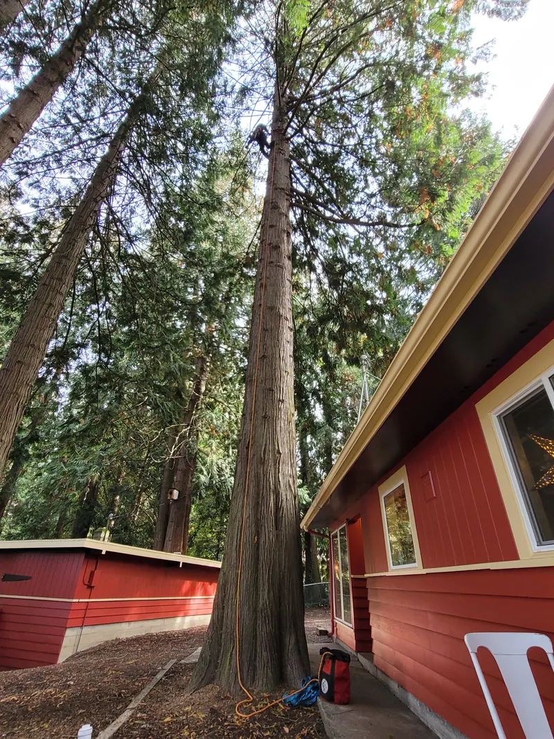Crown thinning and clearance pruning in northwest Washington