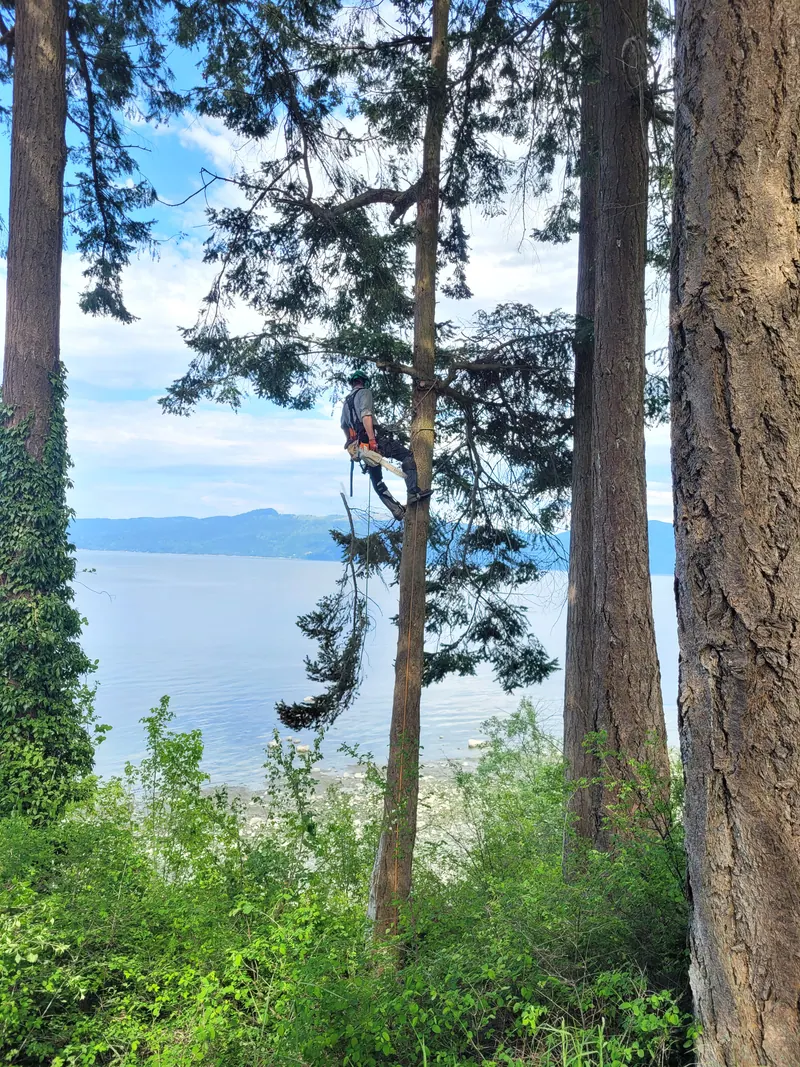 Careful tree pruning by LaCount Tree Services, Skagit County, WA