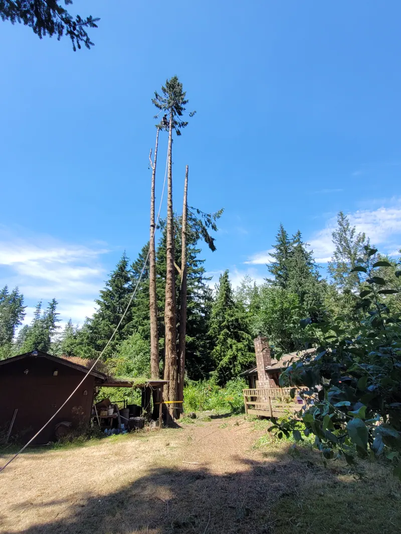 Stump grinding by LaCount Tree Services in Skagit County, WA