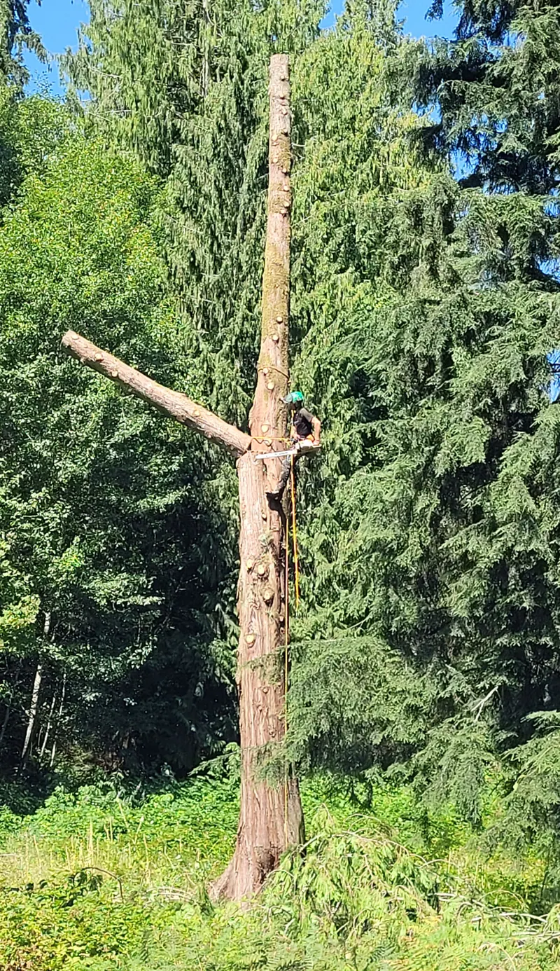 Stump ground below grade by LaCount Tree Services, northwest Washington